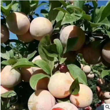 恐龍蛋李子苗產(chǎn)量高可地栽李子苗可南北方種植價(jià)格便宜李子樹苗