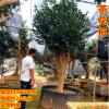 茶花茶梅樹樁古樁庭院植物地景樹樁 品種茶花六角大紅紫葉貝拉3
