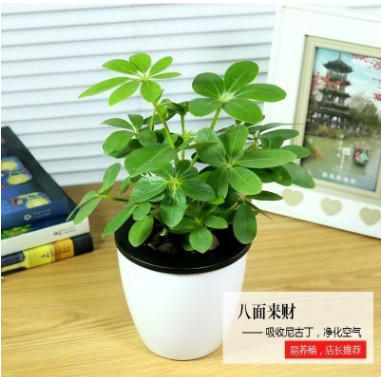 綠蘿水培植物盆栽花卉室內(nèi)綠植辦公室室內(nèi)盆栽綠蘿盆景