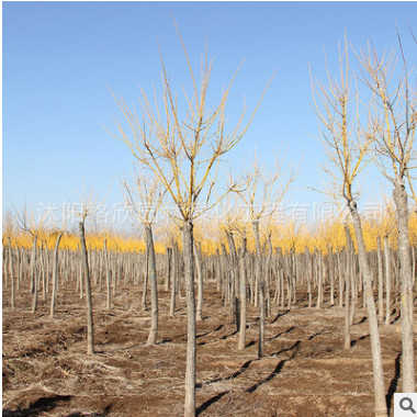 基地綠化苗木黃金槐樹苗 供應園林綠化樹苗 黃金槐 規格齊全