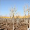基地綠化苗木黃金槐樹苗 供應(yīng)園林綠化樹苗 黃金槐 規(guī)格齊全