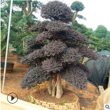 造型紅花繼木 湖南苗圃直銷 精品造型紅花繼木樁批發 貨源充足