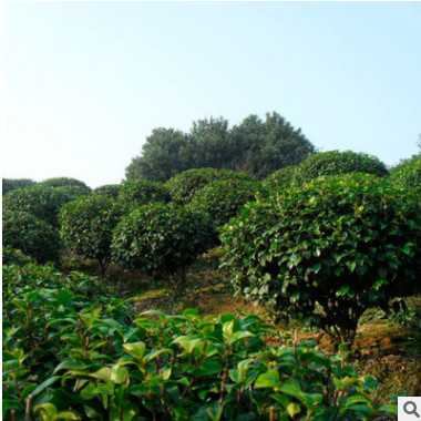 護坡綠化苗木山茶花苗 山茶花苗木 茶花球苗 專業種植 多規格