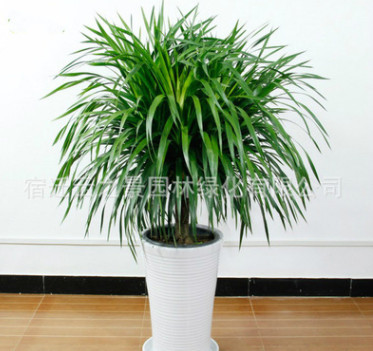 批發多頭龍須樹 龍血樹龍鐵室內客廳四季常青大盆栽綠植花卉盆景