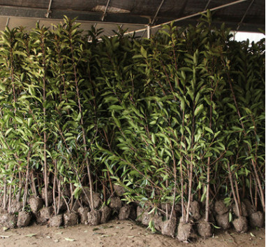 法國冬青苗批發工程綠化冬青樹苗庭院圍墻做綠籬規格全基地直銷