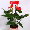 綠色盆栽紅掌 粉掌客廳陽臺辦公紙桌面小盆栽凈化空氣基地直銷