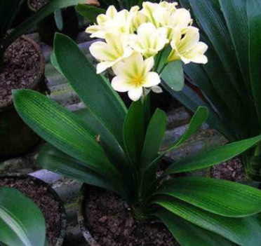 苗圃基地直銷君子蘭盆栽高檔室內觀賞花卉君子蘭 吸甲醛凈化空氣