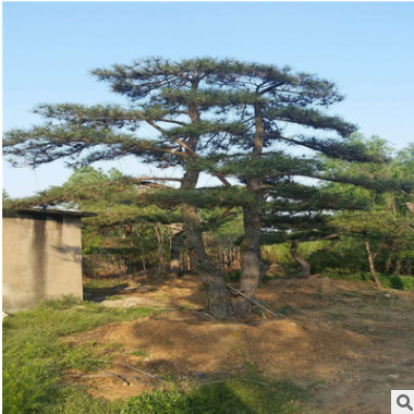 批發常綠喬木 精品造型日本大阪松 五針松 低價供應 規格齊全