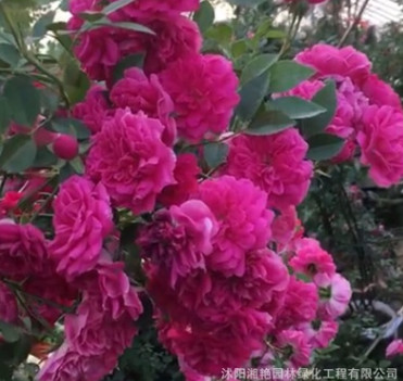 批發紅木香 黃木香 木香 藤本月季 苗量大從優