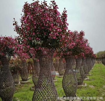 批發(fā)海棠花瓶 紫薇花瓶 自產(chǎn)自銷價(jià)格優(yōu)惠