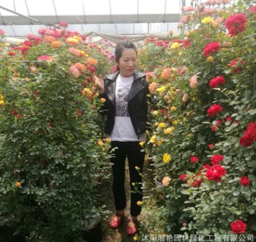 藤本花瓶 月季球 藤本月季 月季樹 紅花墻微量大從優