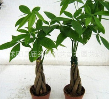 室內大中型盆栽辮子發財樹精品盆景 辦公室綠植花卉辮子樹盆栽