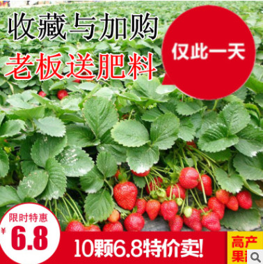 草莓苗 四季草莓 攀援草莓苗 陽臺爬藤草莓苗盆栽當年結果草莓苗