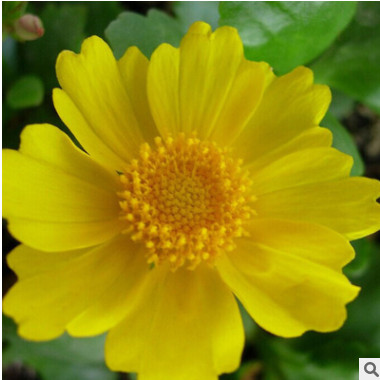 金雞菊種子 綠化工程觀花植物種子 基地直銷 量大從優