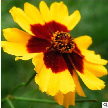 直銷大量優質蛇目菊種子 量大優惠多