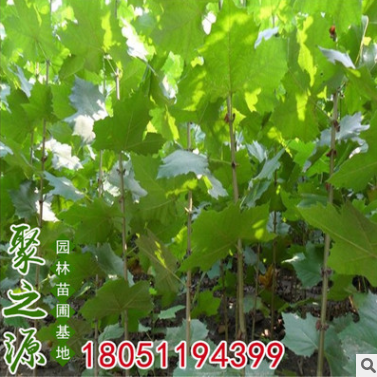 基地批發銷售法國梧桐樹 速生法桐苗 法國梧桐樹苗 造型風景樹