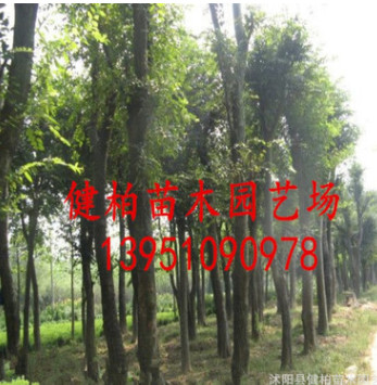 供應沙樸 叢生沙樸 大量出售沙樸 規格齊全 量大優惠