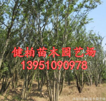 供應優質大樸樹 叢生樸樹 全冠 移栽苗 大量出售叢生樸樹