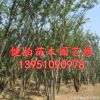 供應優(yōu)質大樸樹 叢生樸樹 全冠 移栽苗 大量出售叢生樸樹