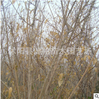 農家供應黃梅叢生臘梅 耐寒叢生臘梅 叢生臘梅苗