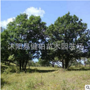 熱銷供應蒙古櫟 獨桿蒙古櫟 山東蒙古櫟 歡迎訂購