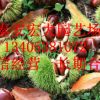 泰山板栗苗直銷 果實香甜泰山板栗苗 優質嫁接板栗苗 量大優惠￥