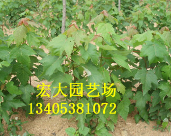 工程道路綠化苗木美國紅楓 美國紅楓樹品種純正 觀賞類苗木