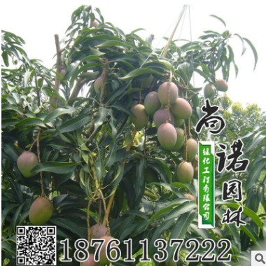 供應批發果樹苗 凱特芒果苗 芒果樹苗 果樹樹苗成 活率高 新品種