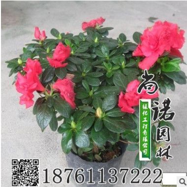 高檔室內盆栽地栽花卉 杜鵑花苗 盆栽杜鵑花 帶花帶苞 西洋