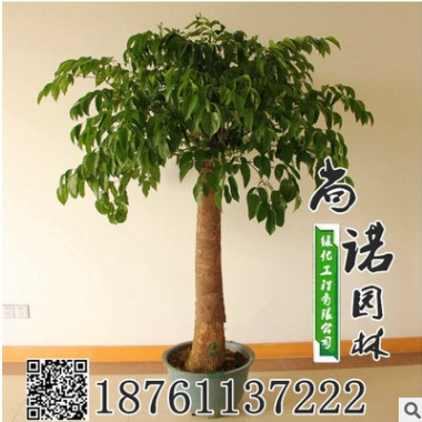 批發(fā)幸福樹平安樹 室內(nèi)大型植物盆景 觀葉盆栽 凈化空氣吸甲醛