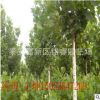 2015法桐報價 山東速生法桐價格 泰安法桐樹繁育基地