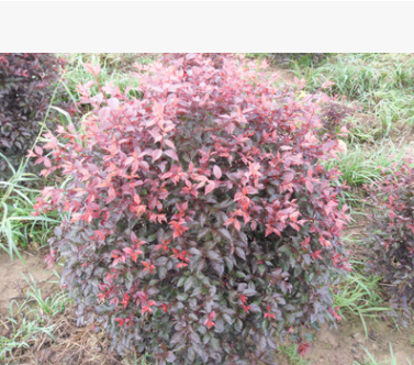 密枝紅葉李球 紅葉李扦插苗 工程綠籬苗