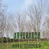 苗圃直銷批發黃櫨樹苗 綠化工程苗 行道樹 規格品種齊全