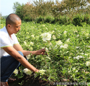 庭院觀花植物 木繡球樹苗 根系發達 成活率高 可盆栽木繡球