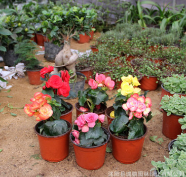 批發供應室內綠植盆栽 玫瑰海棠花苗 盆栽凈化空氣 玫瑰海棠苗