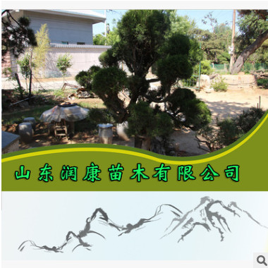 批發松樹優質造型油松 油松樹形奇特 蒼勁有力 松樹大量有貨