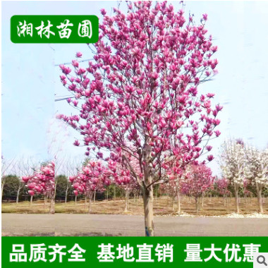 紫玉蘭基地 批發(fā)5 6 7 8 9 10公分紫玉蘭 各種規(guī)格紫玉蘭樹苗