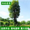 基地批發(fā) 香樟 香樟樹(shù) 香樟大樹(shù) 多桿香樟 基地移栽 四季常青