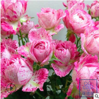 月季花苗雪花肥牛多季日月新品切花包子陽臺扦插盆栽花卉花苗