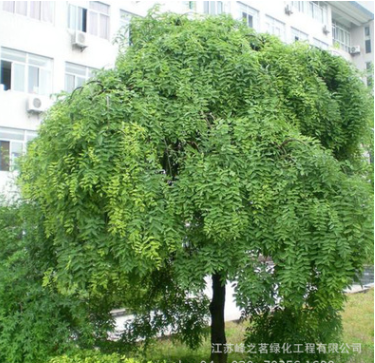 基地批發(fā)供應綠化園林垂槐樹苗 垂槐苗花卉 種植喬木花卉苗木