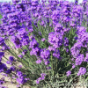 薰衣草種子批發 普羅旺斯薰衣草籽 發芽率高 當年新采花草種子