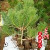 大量批發基地綠化黑松樹小苗 馬尾松苗 落葉喬木園林工程黑松苗