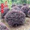 紅花繼木球冠50-1.5米 園林觀賞風景樹濕地綠化常綠性植物紅色系