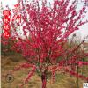 哪里有賣紫葉桃 4-12公分紫葉碧桃 學校園林觀賞植物小苗風景樹