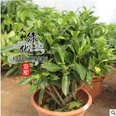 苗圃直銷非洲茉莉 盆栽批發(fā) 美觀大氣 規(guī)格齊全 非洲茉莉 現(xiàn)貨