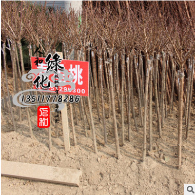 出售庭院觀賞花卉 壽星桃苗木 低價出售 來電購買 量大優(yōu)惠