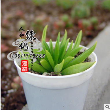 經(jīng)銷批發(fā) 辦公室綠植盆景植物 空氣鳳梨 柳葉椒草花卉小盆栽