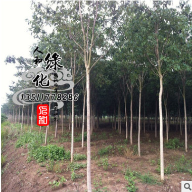 基地直銷 楸樹 喜光耐寒 楸樹樹苗批發(fā) 工程綠化苗木 量大優(yōu)惠