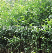 福建泉州哪里有天竺桂工程苗？哪里天竺桂苗木最多？哪里天竺桂便宜？