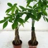 基地批發(fā)辮子發(fā)財(cái)樹(shù)盆栽 觀葉綠植 凈化空氣 室內(nèi)盆栽 規(guī)格全